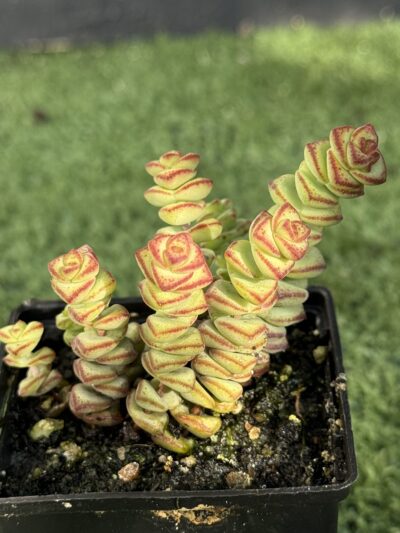 Crassula marnieriana - Зображення 2
