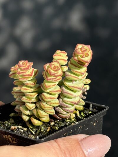 Crassula marnieriana - Зображення 3