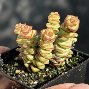 Crassula marnieriana