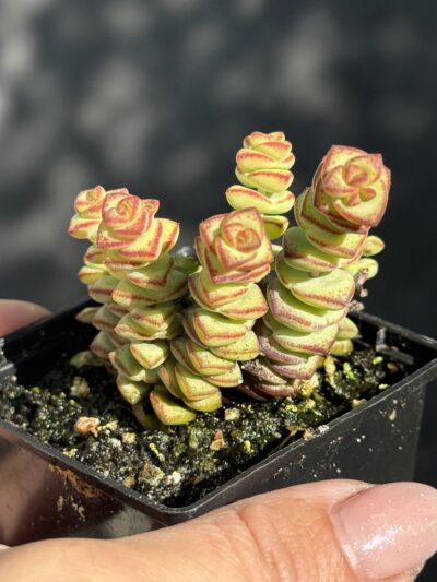 Crassula marnieriana