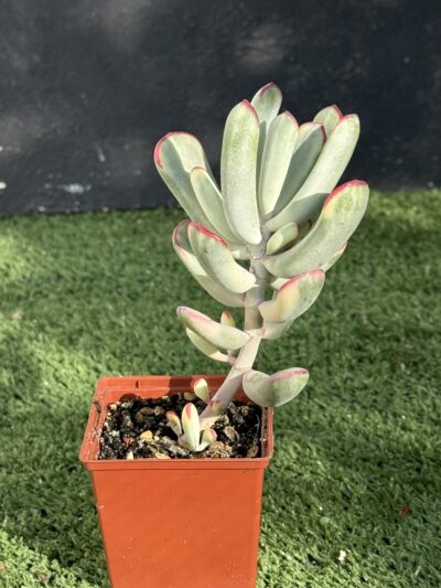 Cotyledon orbiculata var. flanaganii f. variegata - Зображення 2