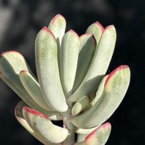Cotyledon orbiculata var. flanaganii f. variegata