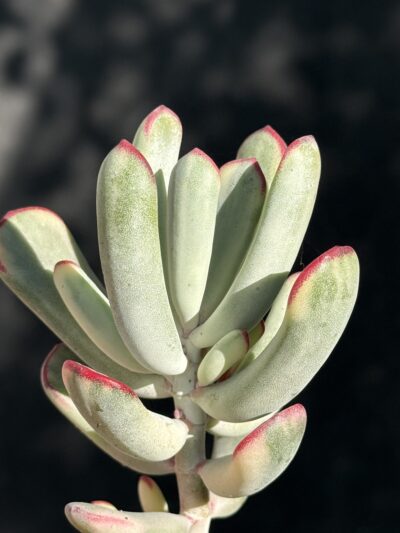 Cotyledon orbiculata var. flanaganii f. variegata