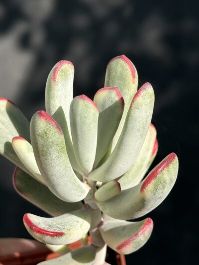 Cotyledon orbiculata var. flanaganii f. variegata - Зображення 5