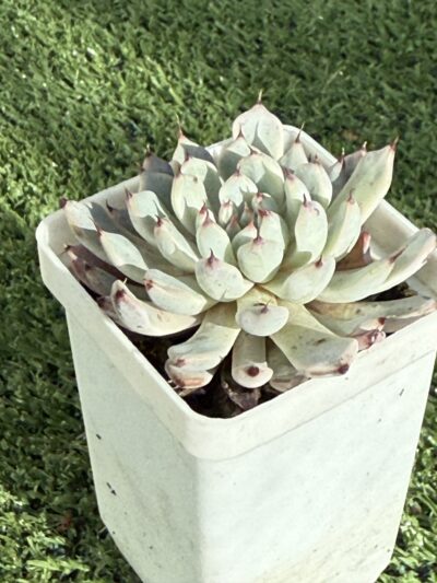Echeveria cuspidata zaragoza - Зображення 3