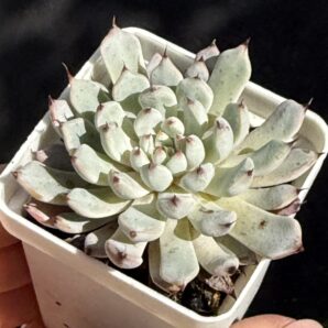 Echeveria cuspidata zaragoza