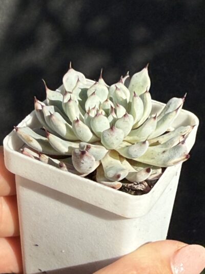 Echeveria cuspidata zaragoza - Зображення 2