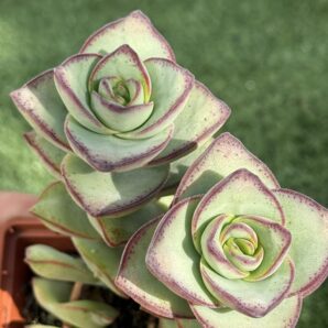 Crassula Perforata Giant form