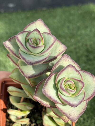 Crassula Perforata Giant form