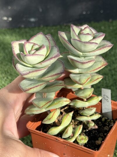 Crassula Perforata Giant form - Зображення 2