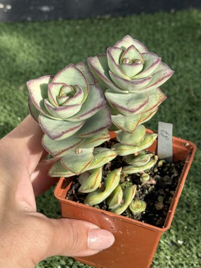 Crassula Perforata Giant form - Зображення 3