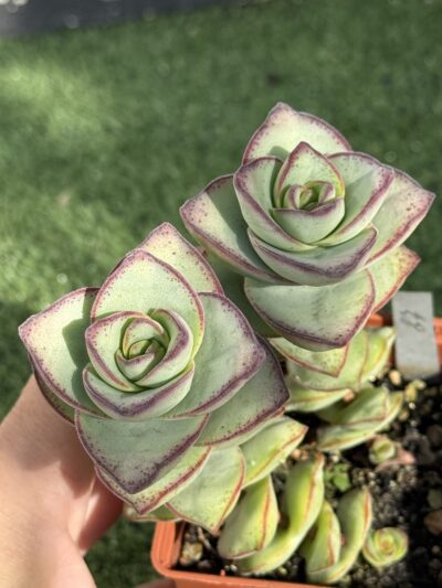 Crassula Perforata Giant form - Зображення 4