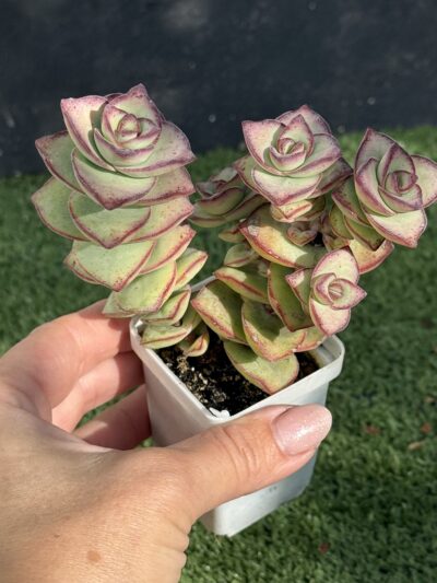 Crassula Perforata Giant form - Зображення 3