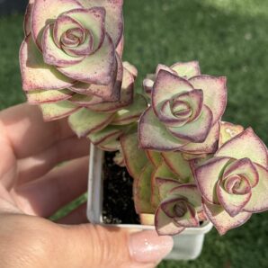 Crassula Perforata Giant form