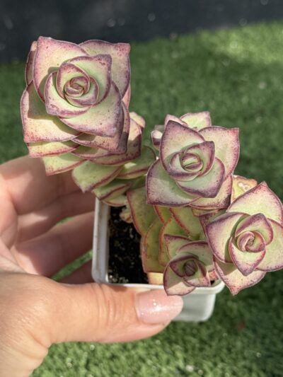 Crassula Perforata Giant form