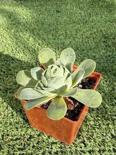 Greenovia Diplocycla - Зображення 2