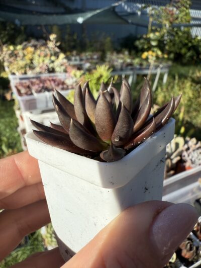 Echeveria Black Knight - Зображення 2