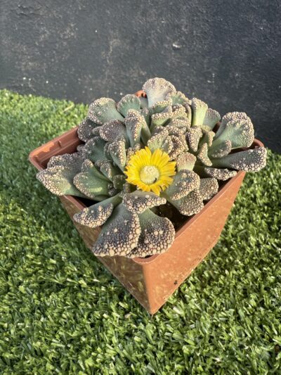 Titanopsis calcarea - Зображення 3