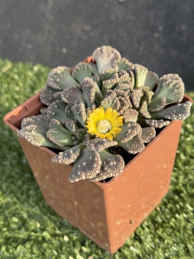 Titanopsis calcarea - Зображення 2
