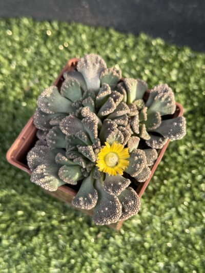 Titanopsis calcarea - Зображення 4