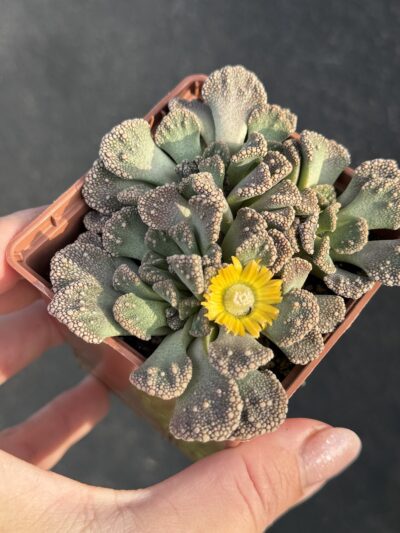 Titanopsis calcarea - Зображення 5