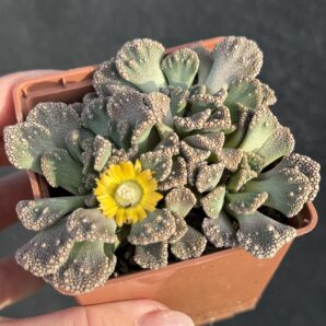 Titanopsis calcarea