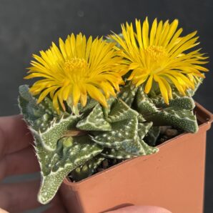 Faucaria tuberculosa