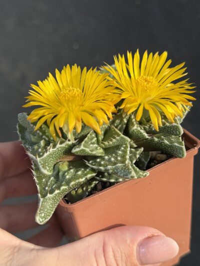 Faucaria tuberculosa