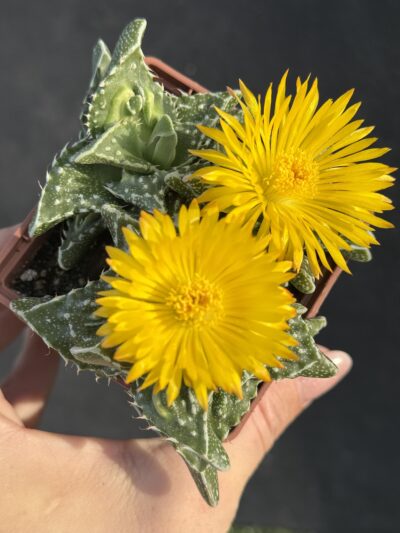 Faucaria tuberculosa - Зображення 4