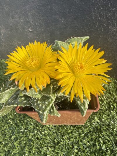Faucaria tuberculosa - Зображення 3