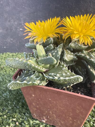 Faucaria tuberculosa - Зображення 2