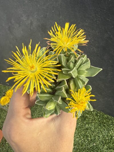 Faucaria Bosscheana - Зображення 2