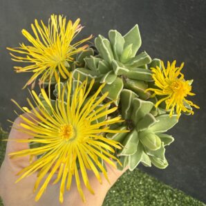 Faucaria Bosscheana