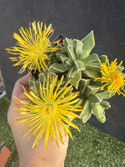 Faucaria Bosscheana - Зображення 4