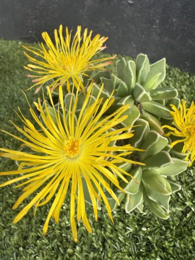 Faucaria Bosscheana - Зображення 5