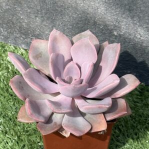 Echeveria Debbie