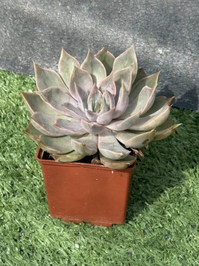 Echeveria Mensa - Зображення 2