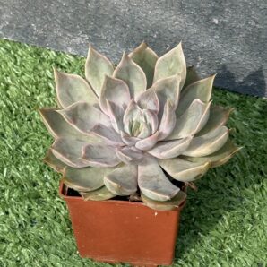 Echeveria Mensa