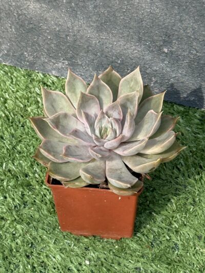 Echeveria Mensa