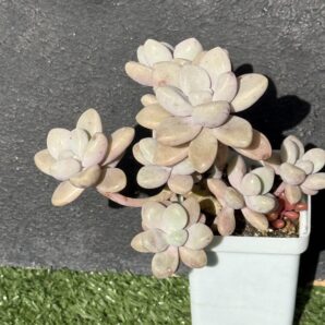 Graptopetalum Ellen