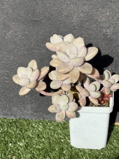 Graptopetalum Ellen