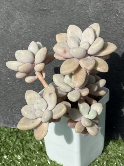 Graptopetalum Ellen - Зображення 2