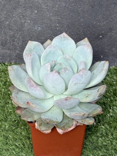Echeveria Monroe Orange - Зображення 2