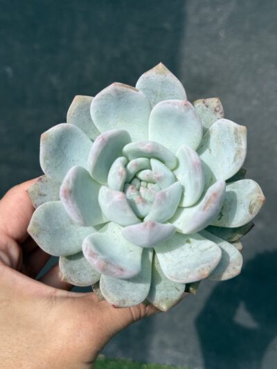 Echeveria Monroe Orange - Зображення 3