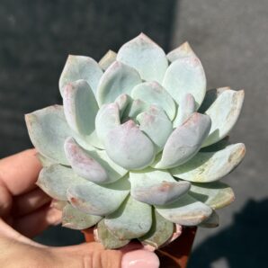 Echeveria Monroe Orange