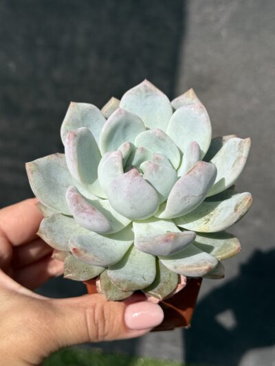 Echeveria Monroe Orange