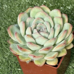 Echeveria pulidonis x laui