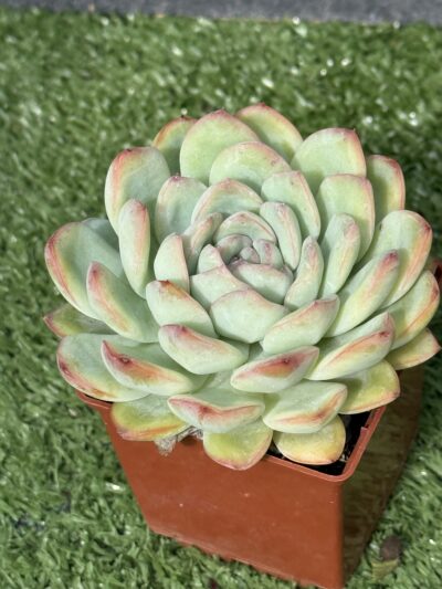 Echeveria pulidonis x laui