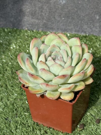 Echeveria pulidonis x laui - Зображення 3