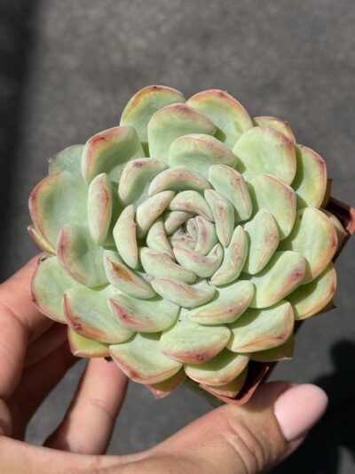 Echeveria pulidonis x laui - Зображення 4